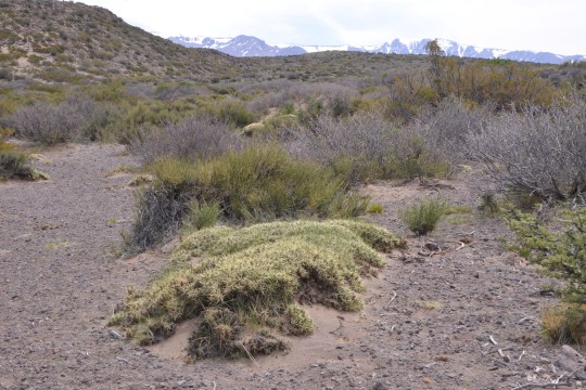 More Maihuenia patagonica mounds