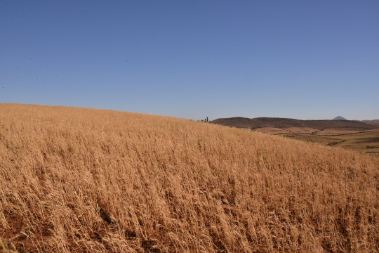 S2887 - track to NP Fray Jorge - grain is now grown on the hillsides where up to 2006 many cacti could be found
