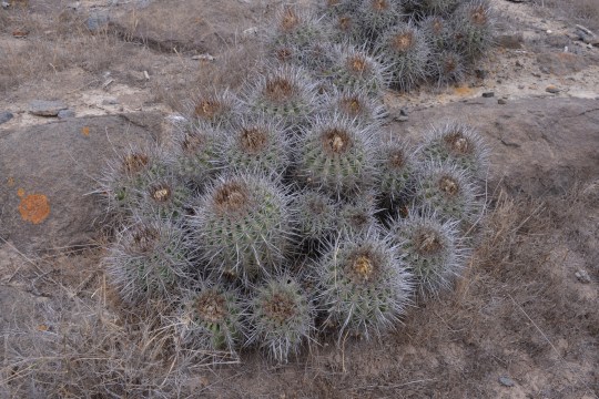 S2888 - Copiapoa coquimbana 