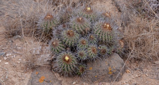 S2888 - Copiapoa coquimbana 