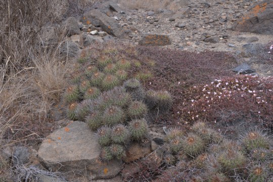 S2888 - Copiapoa coquimbana