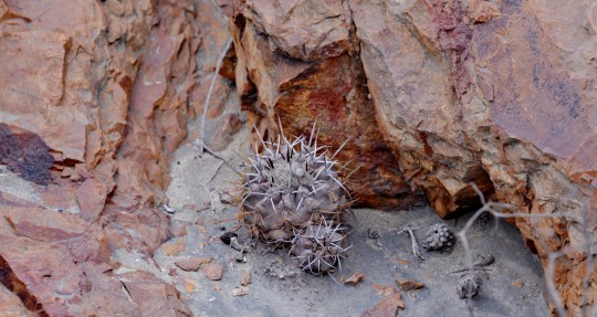 S2891 - Copiapoa fiedleriana
