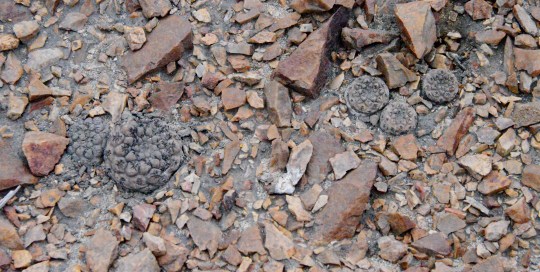 S2891 - Eriosyce (Thelocephala) napina