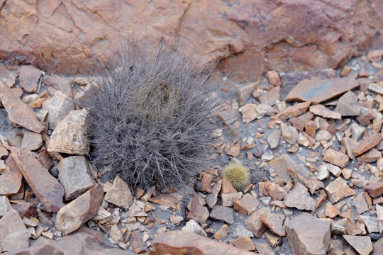 S2891 - Eriosyce (Neoporteria) villosa