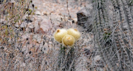 S2891 - Eulychnia breviflora