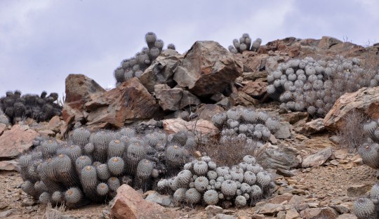 S2892 - Copiapoa dealbata at Quebrada Mala
