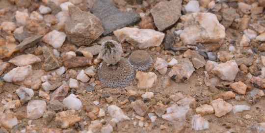 S2892 Eriosyce (Thelocephala) odieri