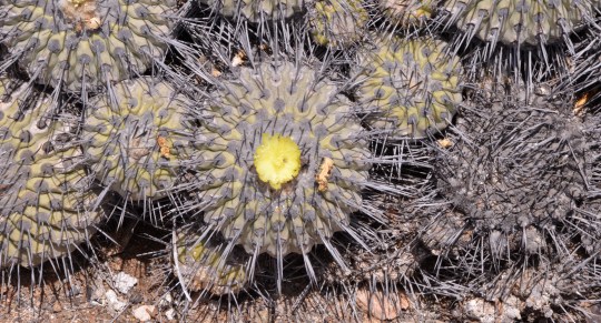 S2894 - Copiapoa dealbata