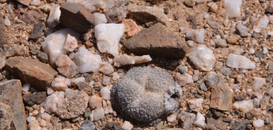 Hot-crossed Thelo: S2895 Eriosyce (Thelocephala) napina ssp challensis