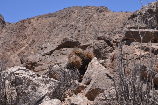 Copiapoa andina (S2897)