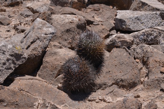 Copiapoa andina (S2897)