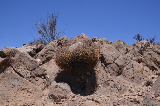Copiapoa andina (S2897)