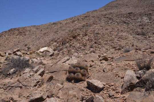 Copiapoa andina (S2898)