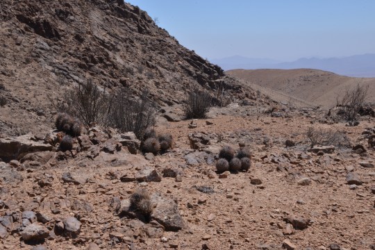 Copiapoa andina (S2898)
