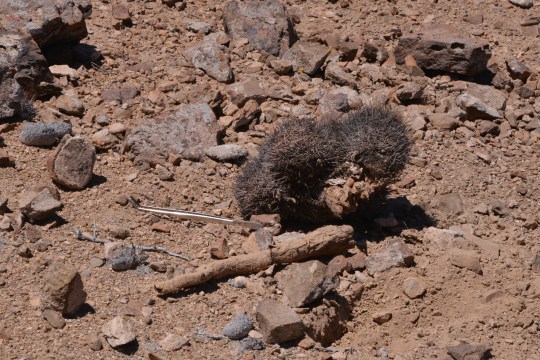 MEGArhiza tuber on this kicked out Copiapoa andina at S2898