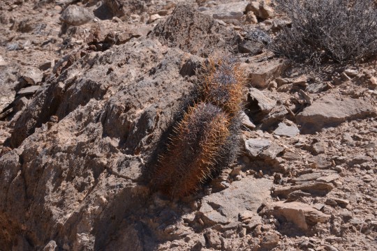 Copiapoa andina crest (S2899)