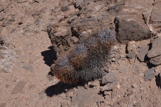 Copiapoa andina crest (S2899)