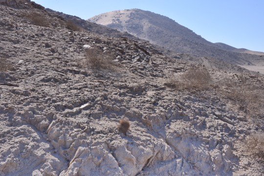 S2903 Copiapoa megarhiza