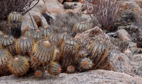 S2905 Copiapoa calderana