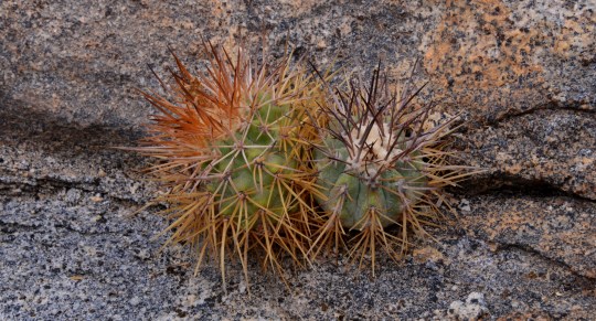  S2906 Copiapoa calderana 'spinosior'