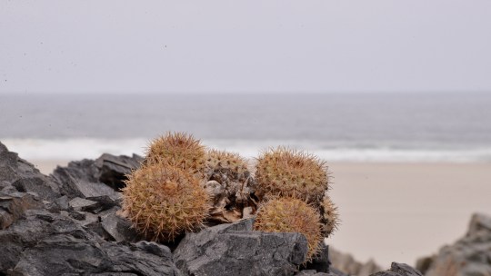 S2908 Copiapoa cinerascens