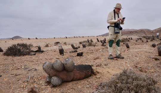 S2912 Jonathan Clark tests his prototype Copiapoa ID App out on C. cinerea ssp columna-alba