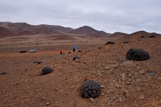 S2913 Copiapoa taltalensis ssp desertorum
