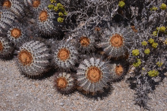 S2914 Copiapoa longistaminea