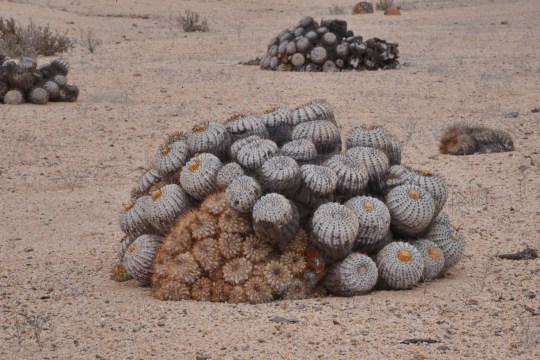 S2915 Copiapoa grandiflora growing 'inside' C longistaminea