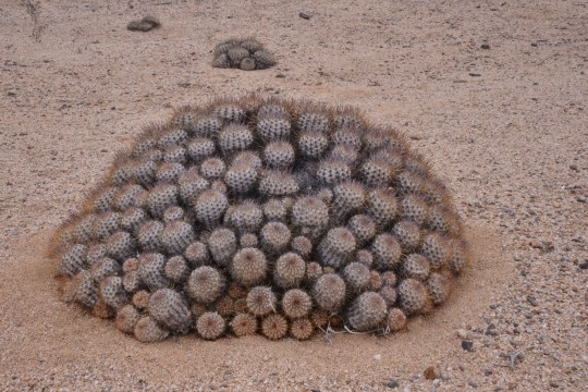 S2915 Copiapoa longistaminea