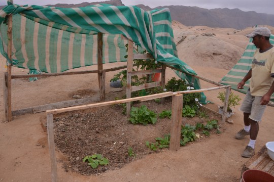 S2916 -  'Allotment gardening', Esmeralda style'