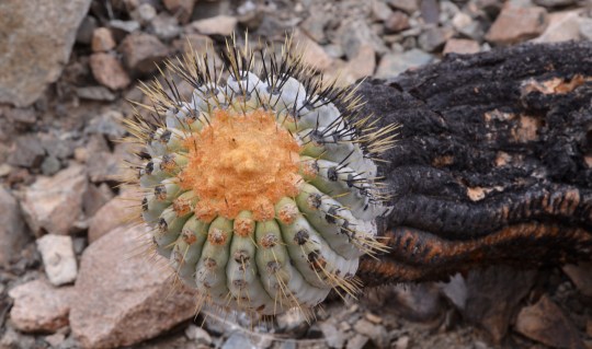 S2923 Copiapoa cinerea ssp haseltoniana