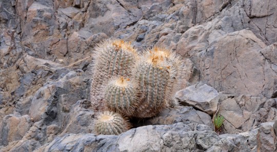  S2921Copiapoa cinerea 'albispina'