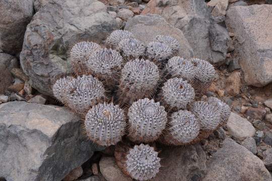 S2921 Copiapoa ssp cinerea