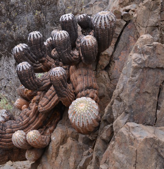 S2921 Copiapoa cinerea 'inermis'
