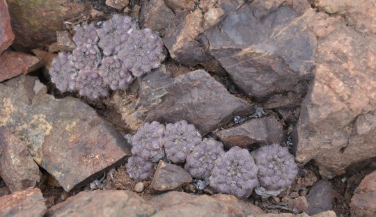 S2924 Copiapoa humilis