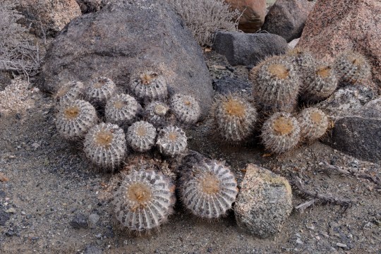 S2929 Copiapoa cinerea ssp haseltoniana