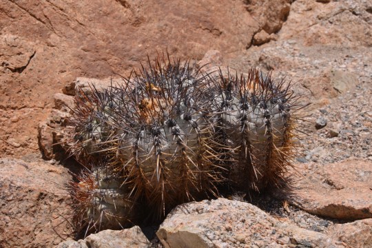 S2926 Copiapoa calderana ssp atacamensis