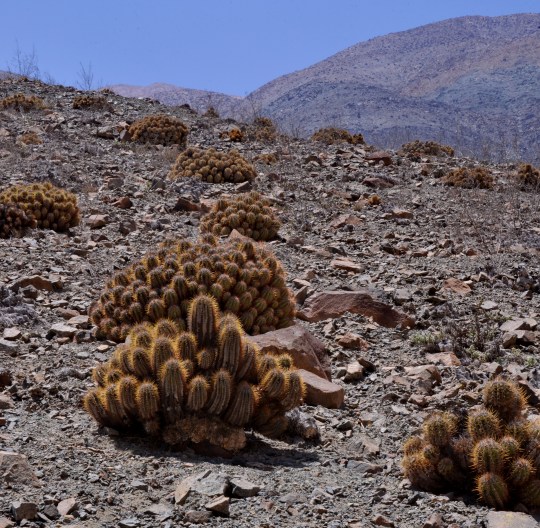 S2926 Copiapoa solaris