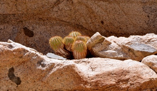 S2927 Copiapoa decorticans