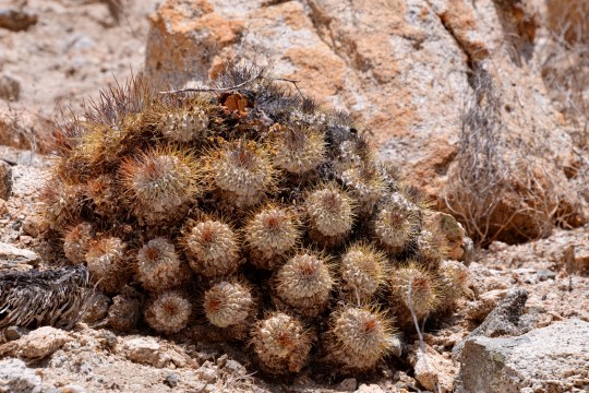 S2928 Copiapoa ahremephiana