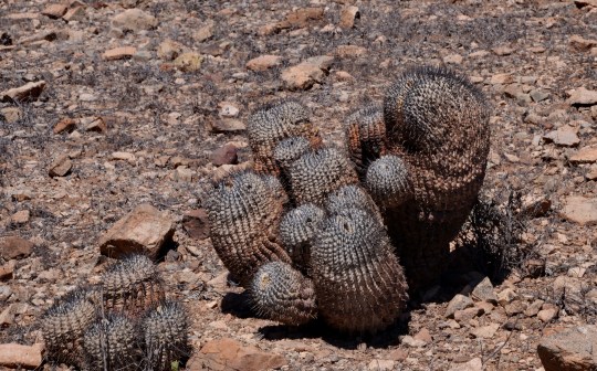 S2832 Copiapoa cinerea crest