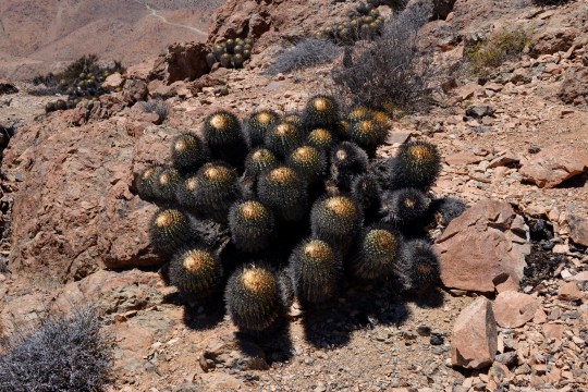  S2931A particularly tightly spined (dehydrated?) Copiapoa cinerea - Ritter's C .tenabrosa)