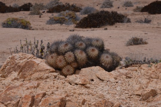 S2934 Copiapoa serpentisulcata