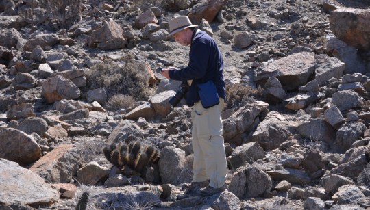 S2935 Jonathan keys out details for Copiapoa marginata
