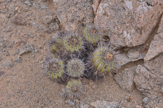S2936 Copiapoa marginata at its Type Location