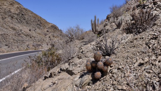 S2943 Copiapoa echinoides