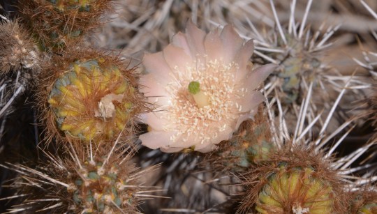 S2945 Miqueliopunia miquelii