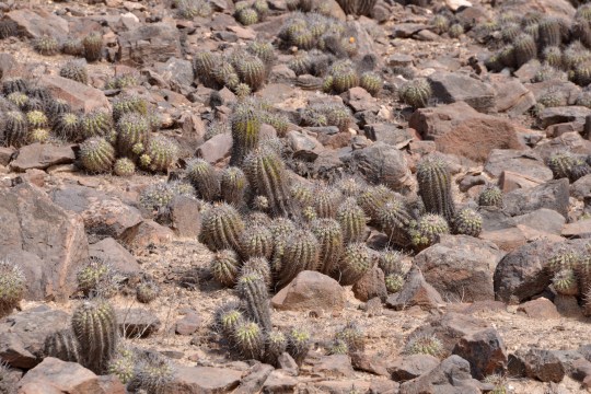 S2949 Copiapoa alticostata, C.coquimbana and C.  echinoides are all said to grow here, but which is which?