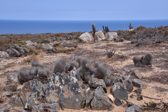 S2952 - Copiapoa coquimbana